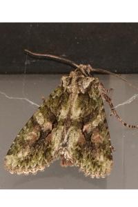<i>Dryobotodes eremita</i>