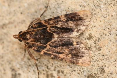 <i>Aglossa caprealis</i>