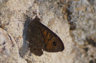 <i>Lasiommata megera</i>