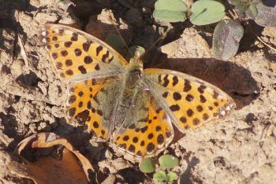 <i>Issoria lathonia</i>