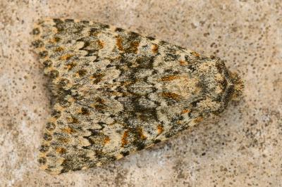 <i>Polymixis flavicincta</i>