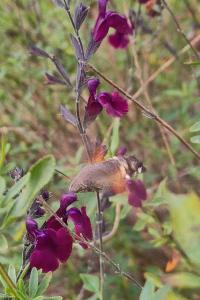 <i>Macroglossum stellatarum</i>