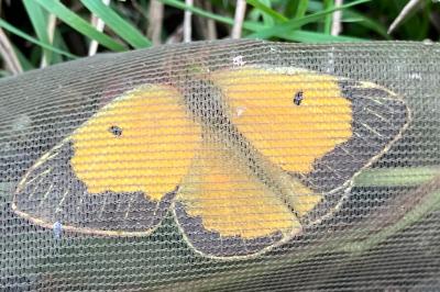 <i>Colias crocea</i>