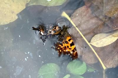 <i>Polygonia c-album</i>