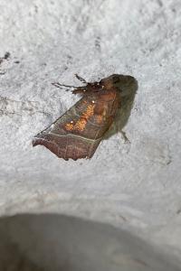 <i>Scoliopteryx libatrix</i>