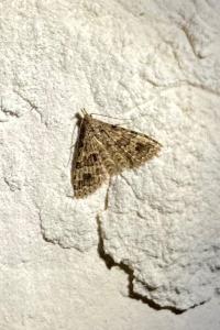 <i>Alucita hexadactyla</i>