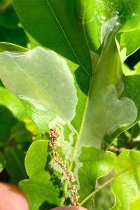 <i>Acrocercops brongniardella</i>