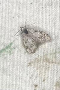 <i>Nola confusalis</i>