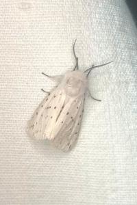 <i>Spilosoma lubricipeda</i>