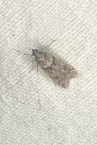 <i>Eudonia angustea</i>