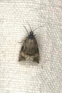 <i>Celypha lacunana</i>