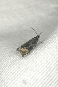 <i>Celypha lacunana</i>