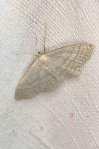 <i>Idaea subsericeata</i>