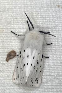 <i>Spilosoma lubricipeda</i>