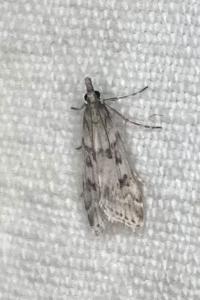 <i>Eudonia angustea</i>