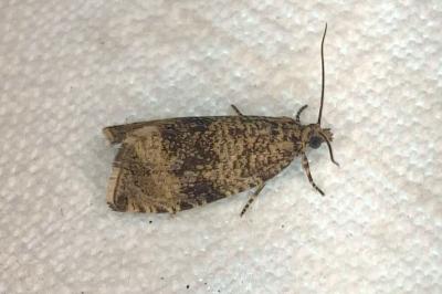 <i>Celypha lacunana</i>