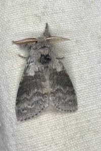 <i>Calliteara pudibunda</i>
