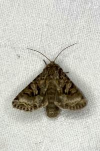 <i>Hada plebeja</i>