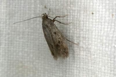 <i>Borkhausenia</i>