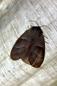 <i>Macrothylacia rubi</i>