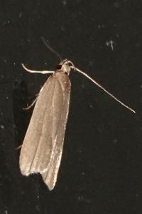 <i>Acompsia cinerella</i>