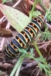<i>Papilio machaon</i>