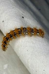 <i>Euplagia quadripunctaria</i>