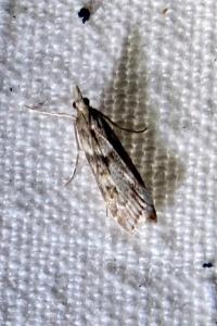<i>Eudonia angustea</i>