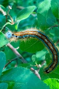 <i>Malacosoma neustria</i>