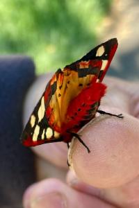 <i>Arctia villica</i>