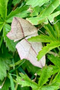 <i>Timandra comae</i>
