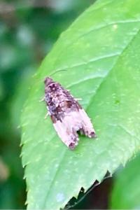 <i>Hedya nubiferana</i>