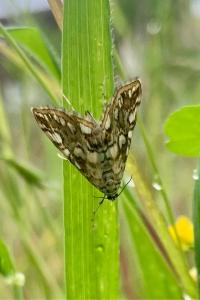 <i>Elophila nymphaeata</i>