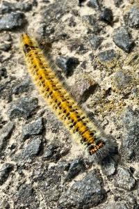 <i>Lasiocampa trifolii</i>