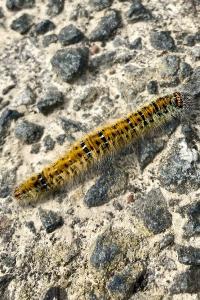 <i>Lasiocampa trifolii</i>