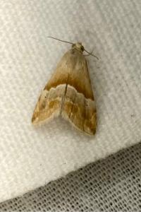 <i>Eublemma parva</i>
