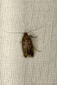 <i>Hofmannophila pseudospretella</i>
