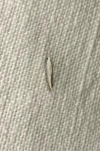 <i>Coleophora</i>