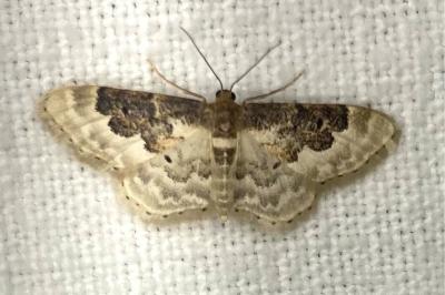 <i>Idaea rusticata</i>