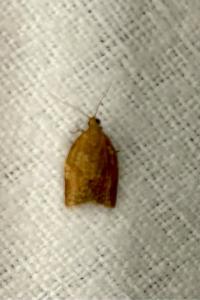 <i>Clepsis consimilana</i>