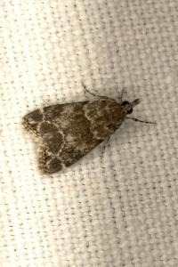 <i>Eudonia mercurella</i>