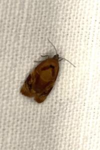 <i>Ditula angustiorana</i>