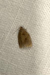 <i>Archips rosana</i>