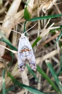 <i>Cochylis hybridella</i>