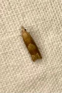 <i>Eucosma conterminana</i>