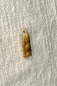 <i>Eucosma conterminana</i>