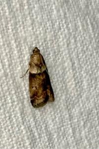 <i>Acrobasis consociella</i>