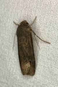 <i>Agrotis ipsilon</i>