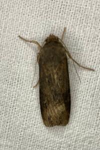 <i>Agrotis ipsilon</i>