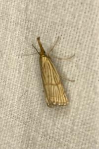 <i>Chrysocrambus linetella</i>